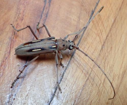 Eburia quadrinotata